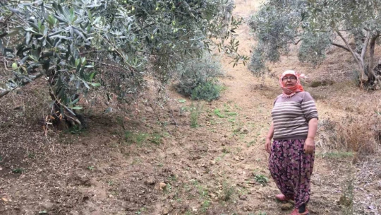 Günlük 3 bin liraya çalışacak zeytin işçisi bulunamıyor