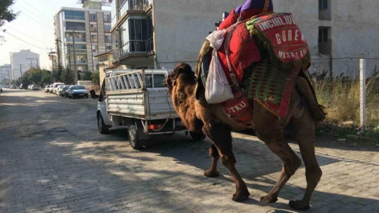 Güreşler için her gün 10 kilometre yürütülüyor