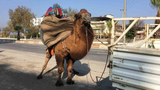 Güreşler için her gün 10 kilometre yürütülüyor