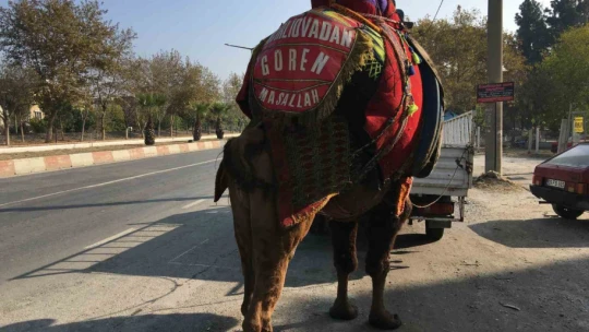 Güreşler için her gün 10 kilometre yürütülüyor