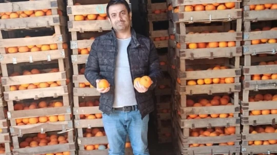 Hamzallı portakalı kalitesiyle tercih sebebi
