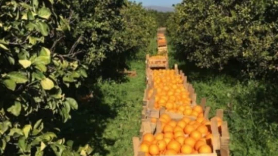 Hamzallı portakalı kalitesiyle tercih sebebi
