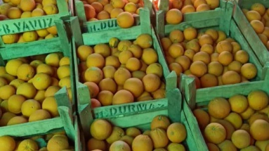 Hamzallı portakalı kalitesiyle tercih sebebi