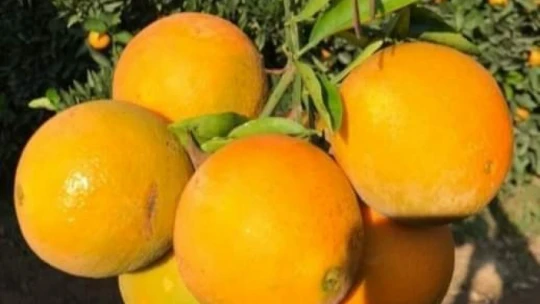 Hamzallı portakalı kalitesiyle tercih sebebi