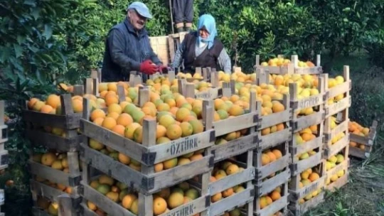 Hamzallı portakalı kalitesiyle tercih sebebi