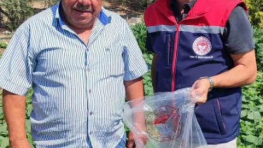 Hasat öncesi salatalık pestisit kontrolü yapıldı