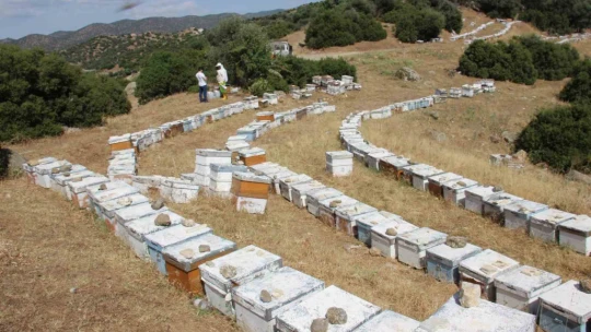 Havalar kurak gidince arılar da nüfus planlamasına gitti