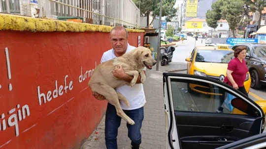 Hayvansever taksiciden örnek davranış