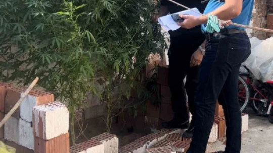 Hint keneviri yetiştirilen evin sahibinden ilginç savunma: 'Su döktüm büyüdüler'