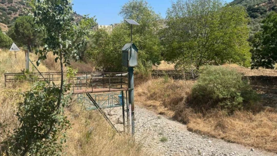 İkizdere Barajı'ndan su bırakılmadı, ağaçlar kurudu