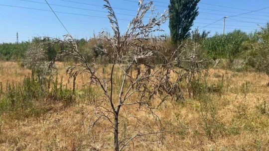 İkizdere Barajı'ndan su bırakılmadı, ağaçlar kurudu