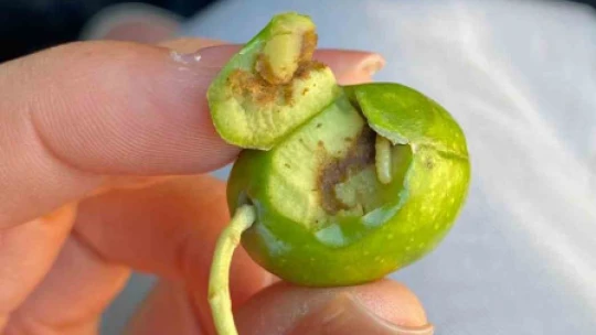 İlçe tarımdan zeytin sineğine karşı ilaçlama çağrısı