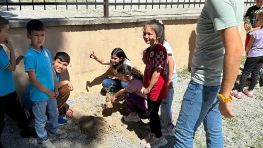 İlkokul öğrencileri hem zeytinin önemini anladı hem fidan dikti
