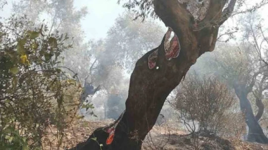 İncelemeler tamamlandı, Bakanlığa afet ihbarı yapılacak