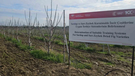 İncir Araştırma Enstitüsü'nde yapılan çalışmaları incelediler