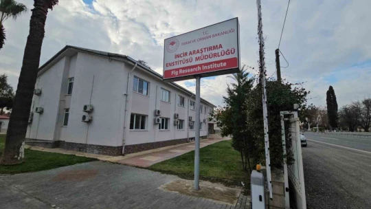 İncir Araştırma Enstitüsü'nde yapılan çalışmaları incelediler