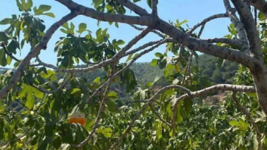 İncir bahçelerinde 'Kanlı balsıra' tehdidi
