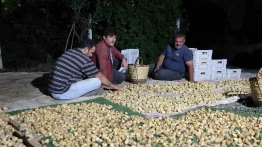 İncir üreticisi gecesini gündüzüne katarak üretim yapıyor
