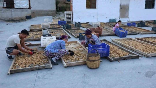 İncirde hasat başladı, üreticiler sezondan umutlu