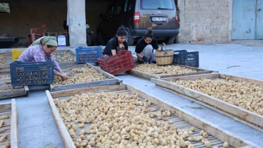 İncirde hasat başladı, üreticiler sezondan umutlu