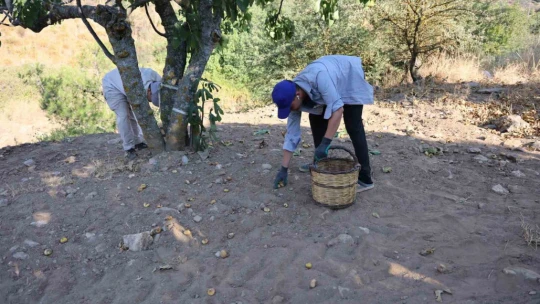 İncirde hasat başladı, üreticiler sezondan umutlu