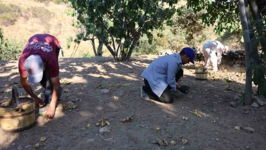 İncirde hasat başladı, üreticiler sezondan umutlu