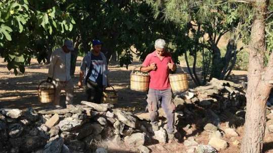 İncirde hasat başladı, üreticiler sezondan umutlu