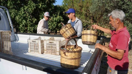 İncirde hasat başladı, üreticiler sezondan umutlu