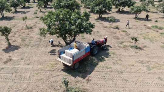 İncirlerini kurutmaya başlayan üreticilerin en büyük sıkıntısı hırsızlar