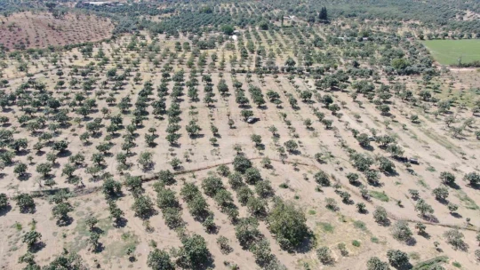 İncirlerini kurutmaya başlayan üreticilerin en büyük sıkıntısı hırsızlar