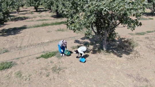 İncirlerini kurutmaya başlayan üreticilerin en büyük sıkıntısı hırsızlar