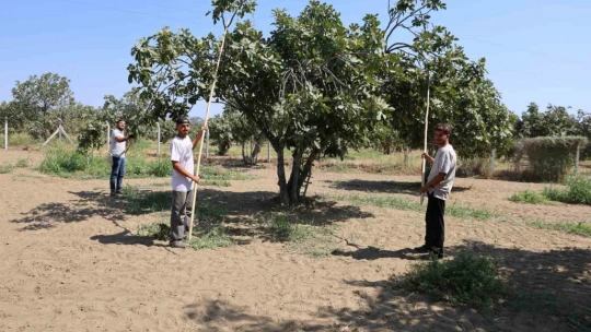 İncirlerini kurutmaya başlayan üreticilerin en büyük sıkıntısı hırsızlar