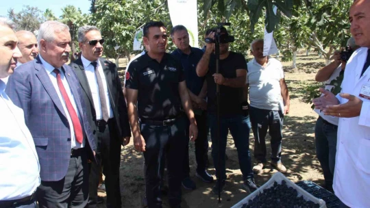 İncirliova'da protokol üyeleri incir hasadına katıldı