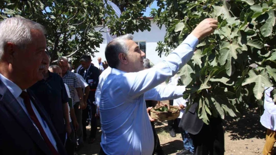 İncirliova'da protokol üyeleri incir hasadına katıldı