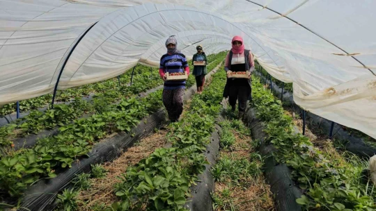 İşçi bayramını meydanda değil, tarlada kutladılar