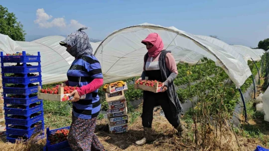 İşçi bayramını meydanda değil, tarlada kutladılar