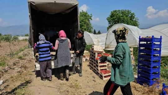 İşçi bayramını meydanda değil, tarlada kutladılar