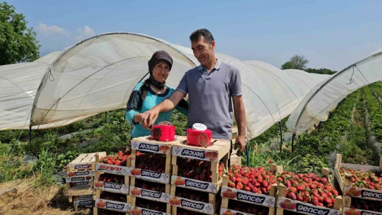 İşçi bayramını meydanda değil, tarlada kutladılar