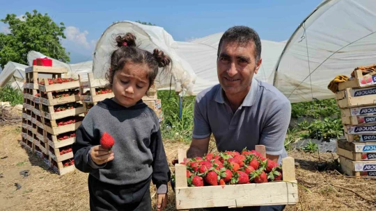 İşçi bayramını meydanda değil, tarlada kutladılar
