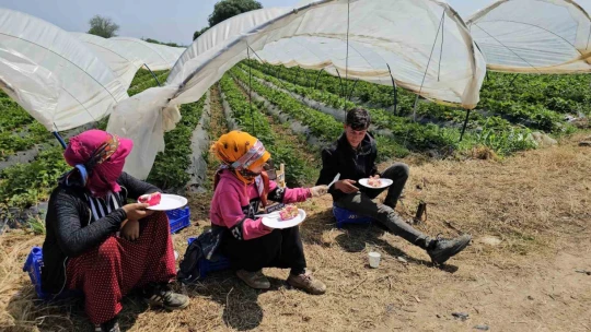 İşçi bayramını meydanda değil, tarlada kutladılar