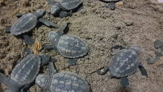 Işık kirliliği yönlerini şaşırttı, gönüllüler kurtardı
