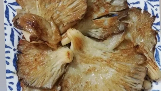 İstanbul'da reklamcılığı bıraktı, Karacasu'da mantar üretmeye başladı