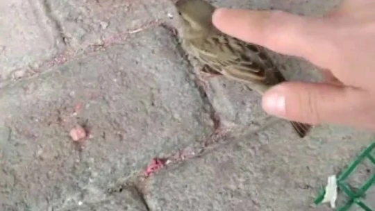 İtfaiyeci serçeyi kalp masajıyla hayata döndürdü