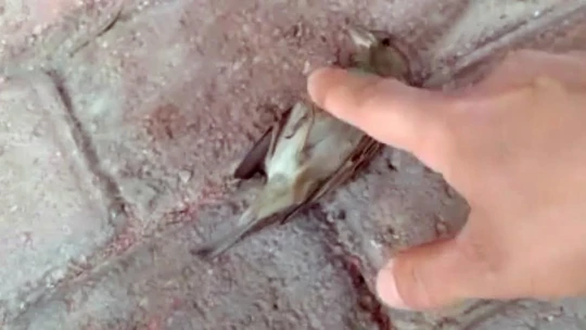 İtfaiyeci serçeyi kalp masajıyla hayata döndürdü