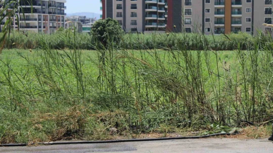 İtfaiyenin hızlı müdahalesi pamuk tarlasını yanmaktan kurtardı