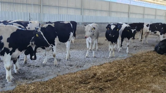 İthal süt sığırlarının karantina işlemleri başladı