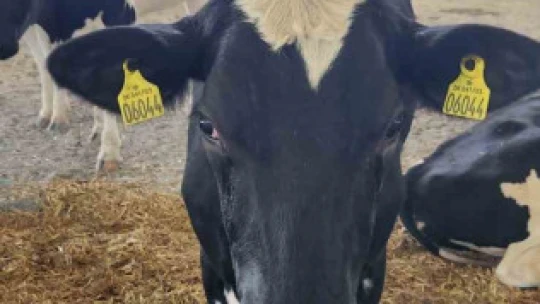 İthal süt sığırlarının karantina işlemleri başladı
