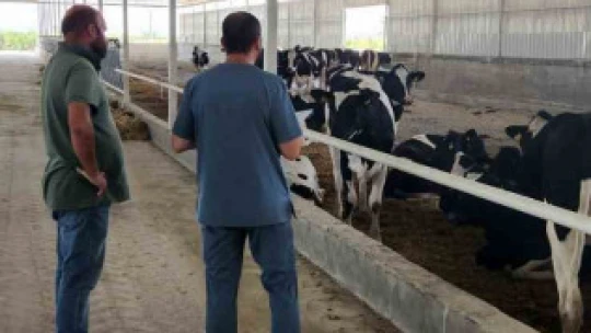 İthal süt sığırlarının karantina işlemleri başladı
