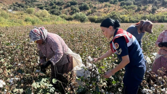 Jandarma ekipleri yaşlı çınarları unutmadı