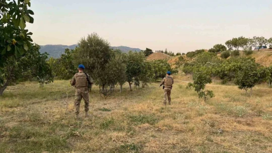 Jandarma incir hırsızlarına geçit vermiyor